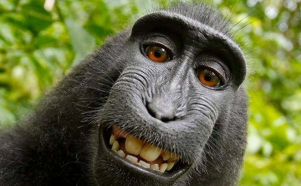 Self-portrait of a female Celebes crested macaque (Macaca nigra) in North Sulawesi, Indonesia, who had picked up photographer