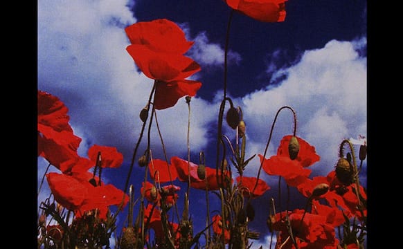 Standout Shorts from the Toronto International Film Festival