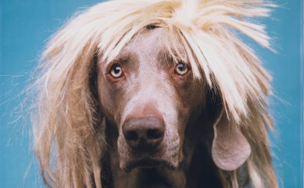 Dressing Up My Dog After William Wegman's Photos of Weimaraners