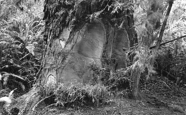 Photographers Document the Mutilation of Redwood Trees by Poachers
