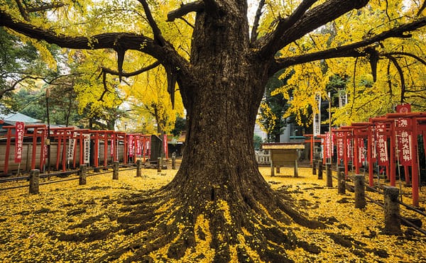 Photographing Some of the World’s Oldest and Wisest Trees