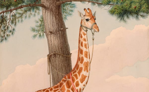 How Zarafa, France's First Giraffe, Became a Cultural Sensation