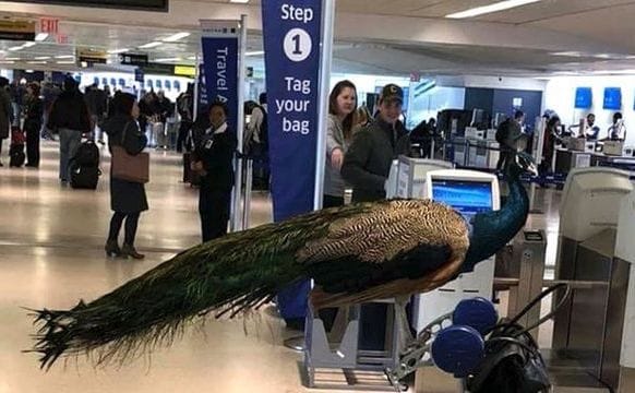 Airline Turns Away Artist and Her Emotional Support Peacock