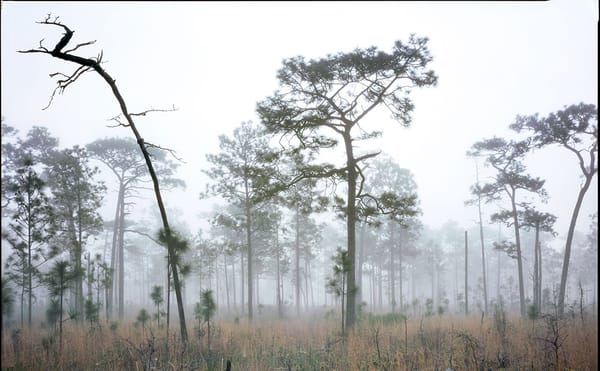 Photographs of the Vanishing Southern Pinelands, an Ecosystem that Thrives Through Fire