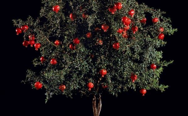 Photographers Among the Trees, from Steichen to Bae Bien-U