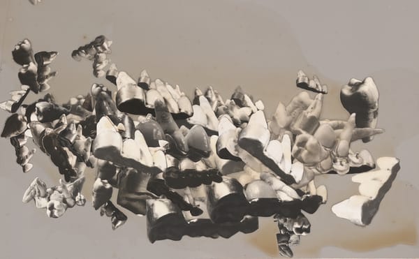 Two Poems by Lara Mimosa Montes