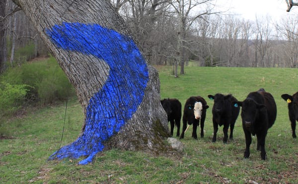 Trees painted with a casein of buttermilk and ultramarine blue pigment to grow moss in Brush Mountain, Virginia, location of
