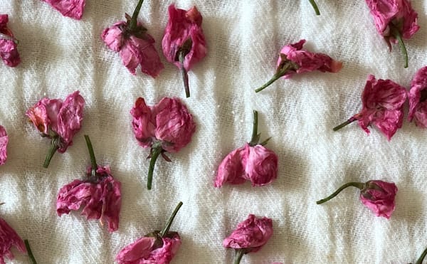 The Art of Eating Cherry Blossoms (with Recipes)
