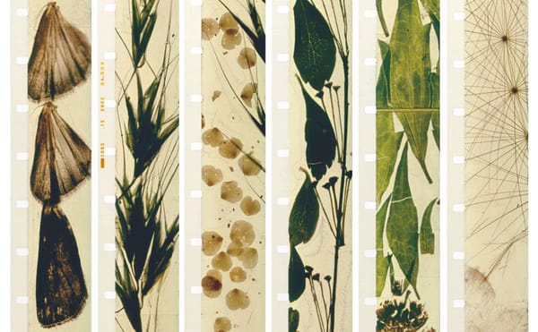 Two Evenings of Stan Brakhage’s Disorienting, Collage-Like Films