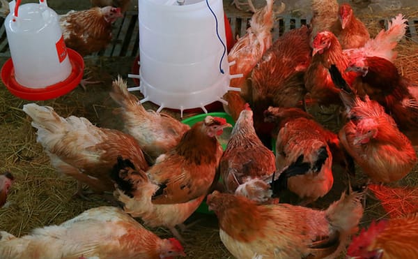An Artist Is Helping Incubate More Resilient and Fertile Chickens for Ethiopia