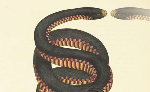 A Writer’s Act of Divination