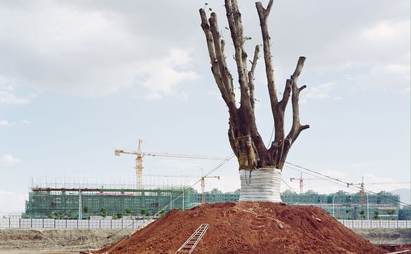 A Photographer Follows the Urban Migration of China's Rural Trees