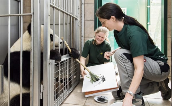 You Can Now Own a Genuine Work of Art by a Panda — If You Have $570