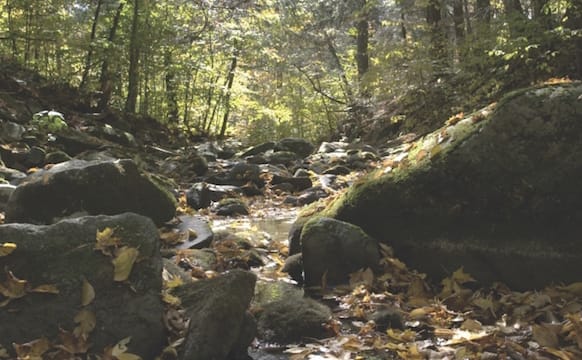 Artists Urge Us to Get Outside and Smell the Moss