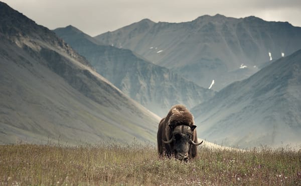 Photographs from the Wildest Places on Earth