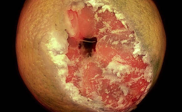 Gowanus Artists Paint a Mangled and Messy Image of America