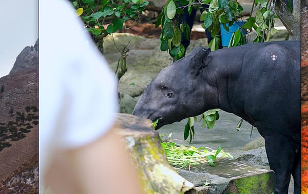 ISCP and the Taipei Cultural Center Tell the Story of the Malayan Tapir