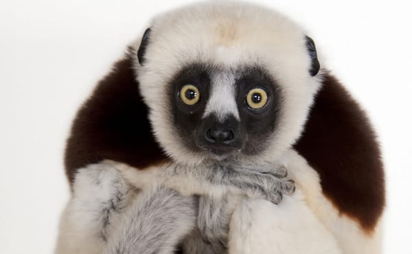 Confronting Mass Extinction with Poignant, Intimate Portraits of Animals