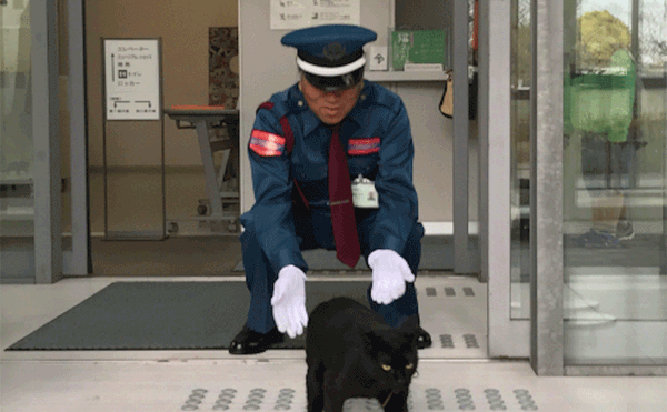 Denied Entry, Cats Try to Paw Past Japanese Museum Security Guard