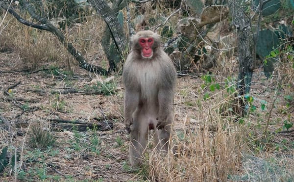 In 1972, Snow Monkeys Were Sent to a Texas Desert. Do They Still Remember Snow?
