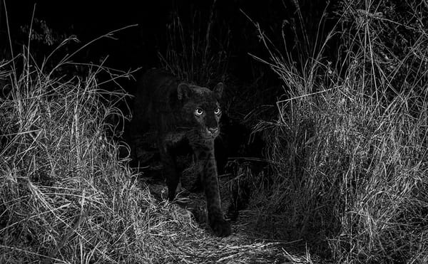 Extremely Rare Black Leopard Immortalized in Stunning Photos