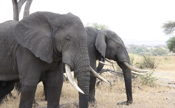 Ivory Queen Nabbed by Tanzanian Authorities