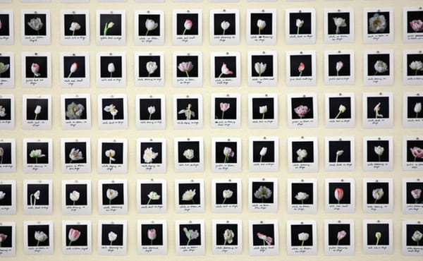 Using AI to Produce "Impossible" Tulips