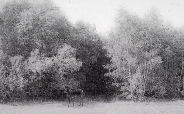 What to Watch Right Now on the Criterion Channel and OVID