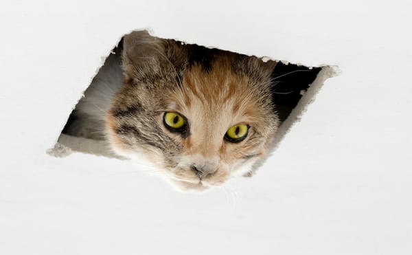 A Nonjudgmental Look at Our Impulse to Share Images