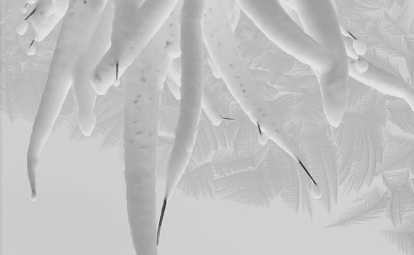 Two Books Take on the Vast Ecological and Social Consequences of Climate Change