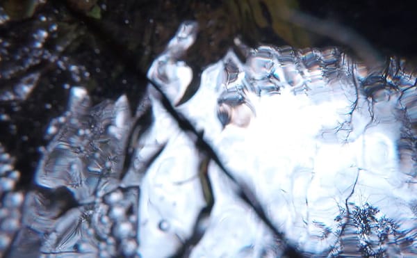 The Southern Gothic Moods of Allison Janae Hamilton