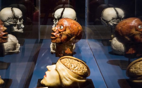 A Collection of Curiosities