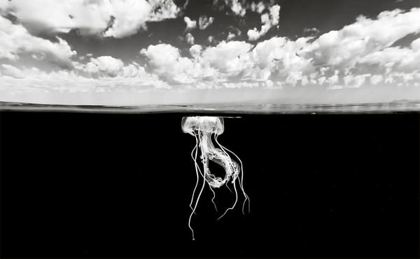 A Black-and-White World Beneath the Ocean