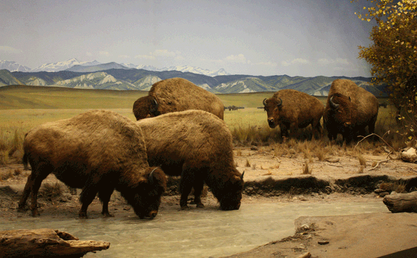 The Surprising Gender Bias on Display in Museum’s Animal Exhibitions