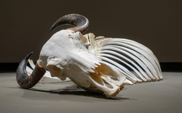 At the Istanbul Biennial, Pondering Just How Scared We All Are — or Should Be