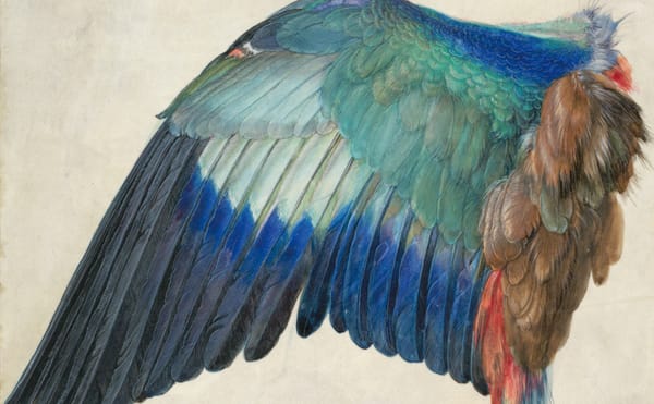 A Dürer Retrospective Celebrates His Remarkable Drawings