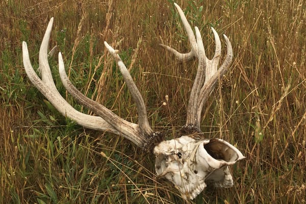 Apply for Warren Wilson’s Low-Residency MA Program Focused on Craft History and Theory