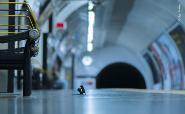 Uniquely Cinematic Shot of Mice Fight in London Subway Wins Wildlife Photography Award