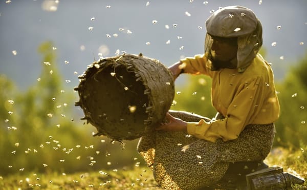 In Honeyland, One of Europe's Last Wild Beekeepers Fights Environmental and Economic Hardships