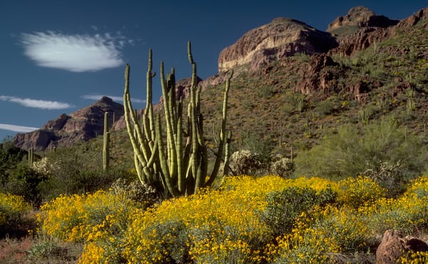 Trump’s Border Wall Construction Is Threatening Ceremonial and Sacred Sites