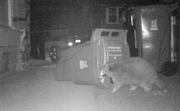 The Strange Reign of Raccoons Online