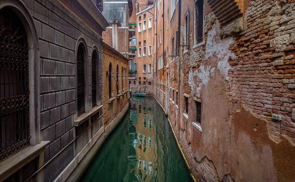 Amid Lockdown, Optimistic Photos Show Dolphins and Swans Return to Venice
