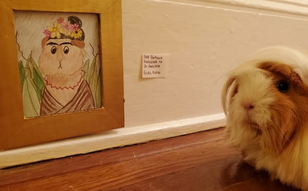 From Shoebox to White Cube: A Roundup of Homemade Pet Museums