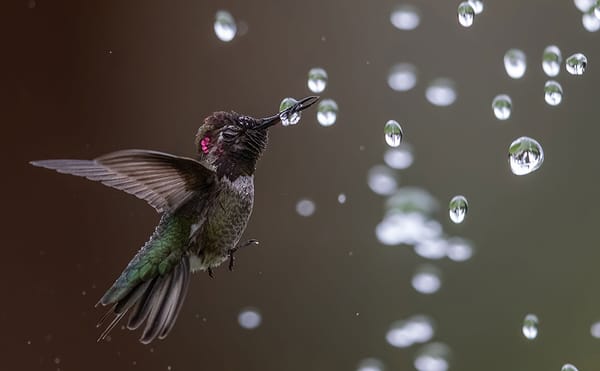 Fantastical Images of Birds From the 2020 Audubon Photography Award