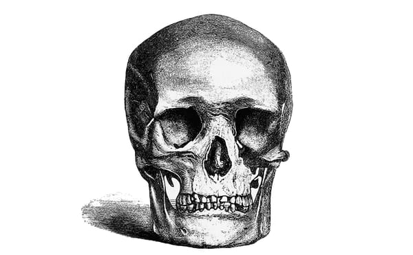 Why Would a Museum Display Skulls of Enslaved People in the First Place?