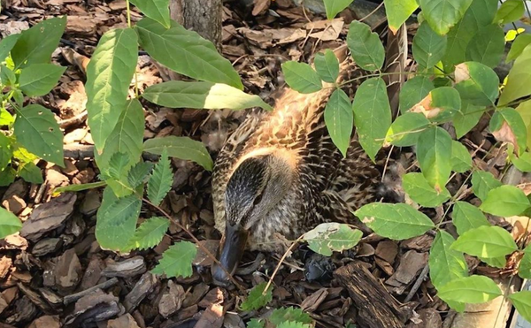A Lucky Duck Is Nesting on the Metropolitan Museum Roof