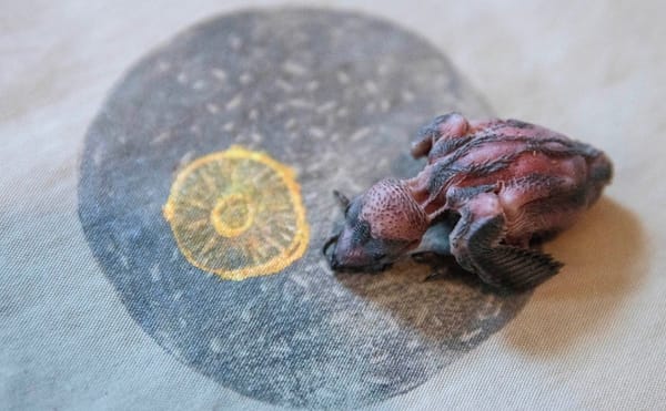 Is There a New Yiddish Contemporary Visual Art?