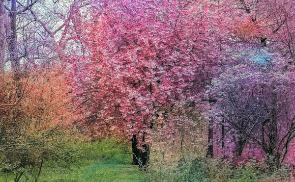 A Beguiling Look at the Biases of AI