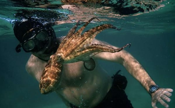 The Heartwarming Tale of a Man Who Befriended an Octopus