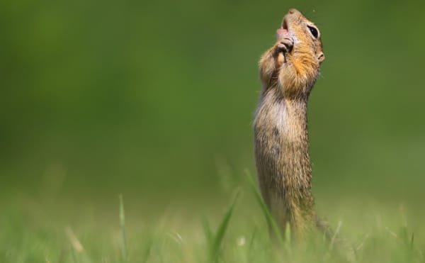 The Cheekiest Animal Photos From the 2020 Comedy Wildlife Photography Awards